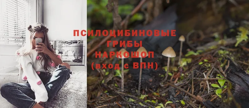 Галлюциногенные грибы Psilocybine cubensis  Жиздра 